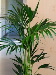 Beards & Daisies Graphite Real Kentia Palm Plant in Earthenware Pot - Image 2 of 3