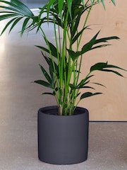 Beards & Daisies Graphite Real Kentia Palm Plant in Earthenware Pot - Image 3 of 3