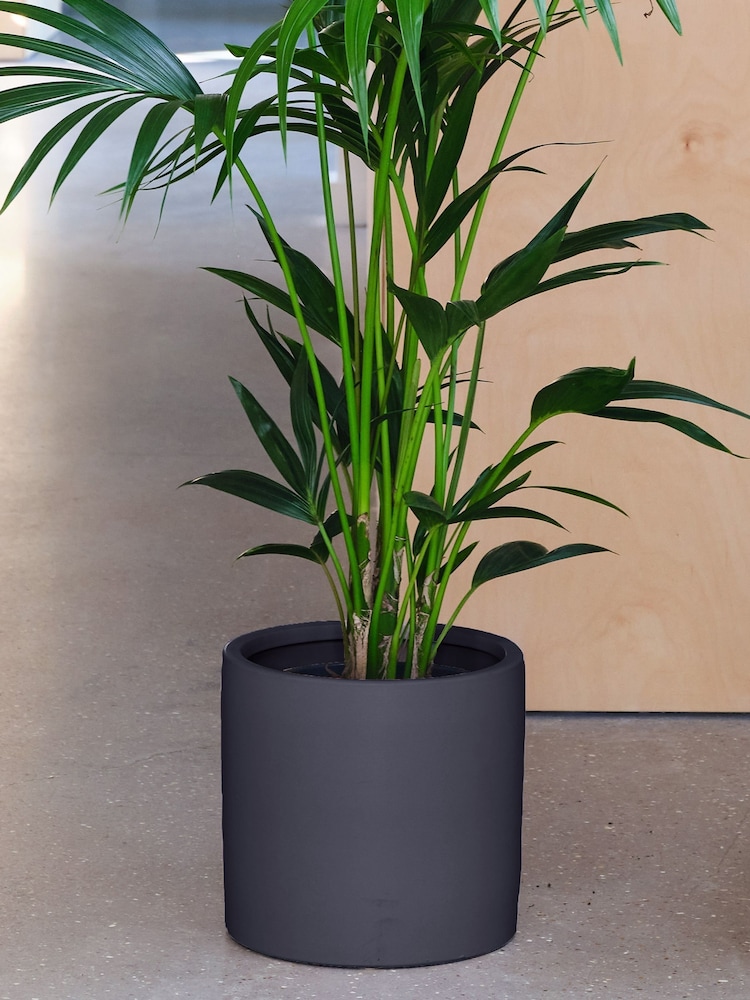 Beards & Daisies Graphite Real Kentia Palm Plant in Earthenware Pot - Image 3 of 3