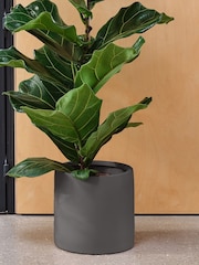 Beards & Daisies Graphite Real Fiddle Leaf Fig Plant in Earthenware Pot - Image 3 of 3
