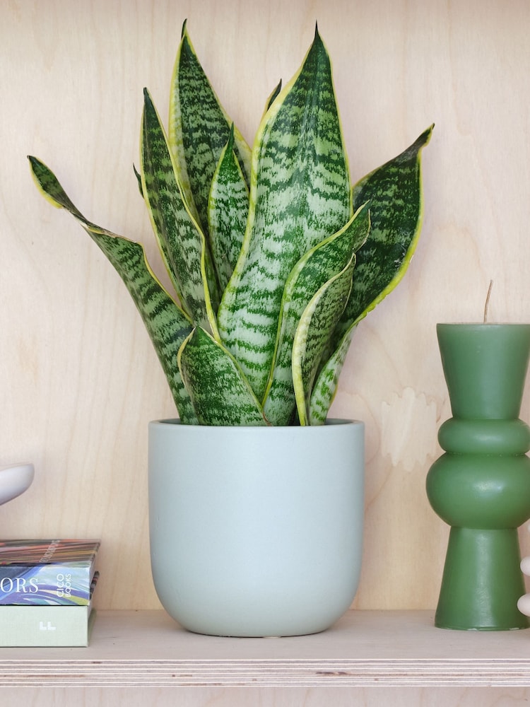 Beards & Daisies Pistachio Real Snake Plant in Earthenware Pot Set - Image 1 of 3