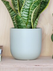 Beards & Daisies Pistachio Real Snake Plant in Earthenware Pot Set - Image 3 of 3