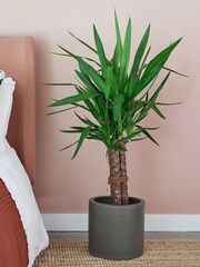 Beards & Daisies Graphite Real Yucca Plant in Earthenware Pot - Image 1 of 4