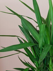 Beards & Daisies Graphite Real Yucca Plant in Earthenware Pot - Image 2 of 4