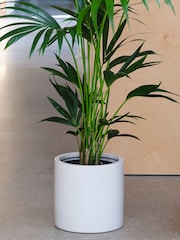 Beards & Daisies Oyster Real Kentia Palm Plant in Earthenware Pot - Image 1 of 3
