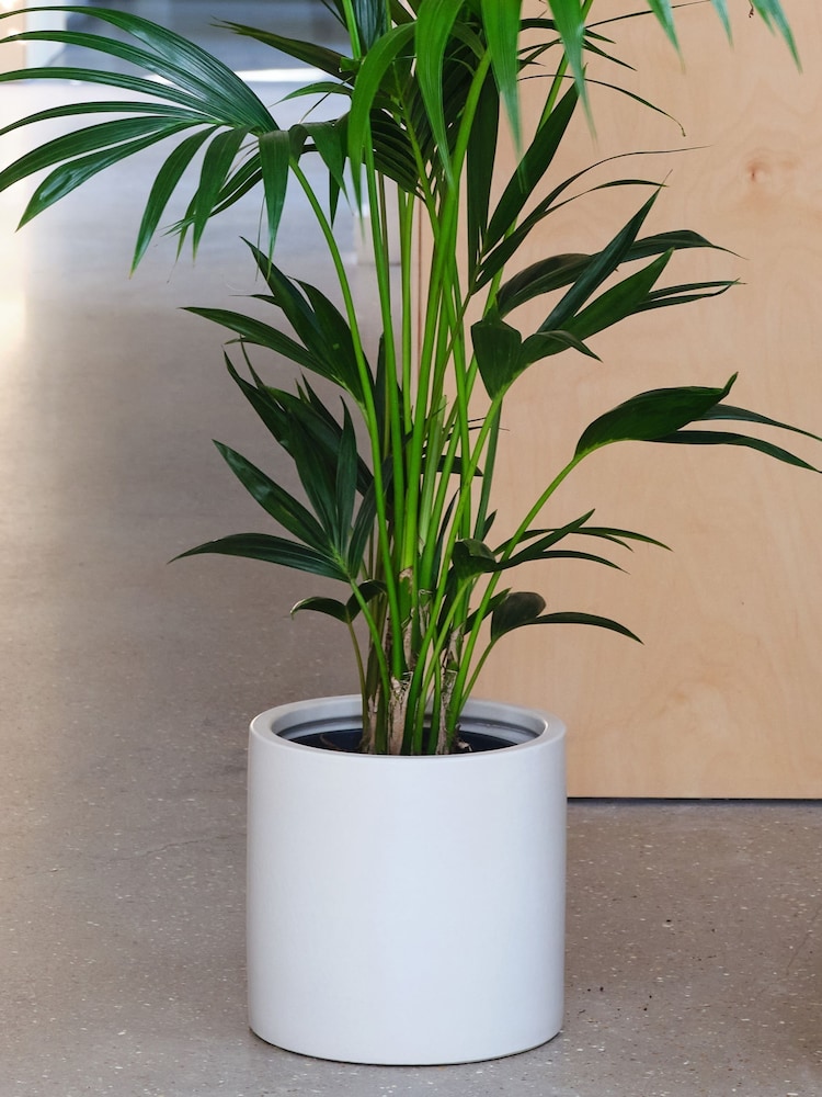 Beards & Daisies Oyster Real Kentia Palm Plant in Earthenware Pot - Image 1 of 3