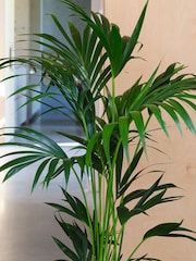 Beards & Daisies Oyster Real Kentia Palm Plant in Earthenware Pot - Image 2 of 3