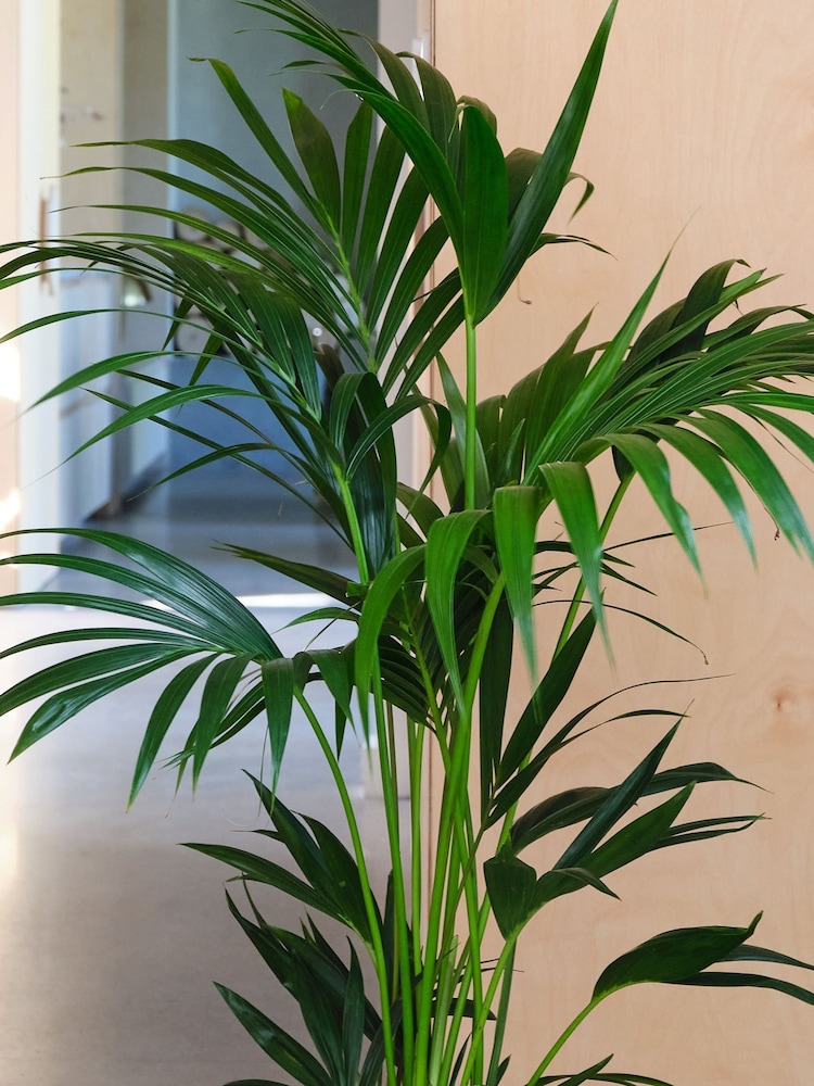 Beards & Daisies Oyster Real Kentia Palm Plant in Earthenware Pot - Image 2 of 3