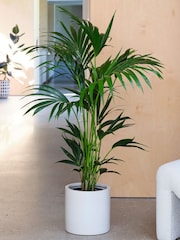 Beards & Daisies Oyster Real Kentia Palm Plant in Earthenware Pot - Image 3 of 3
