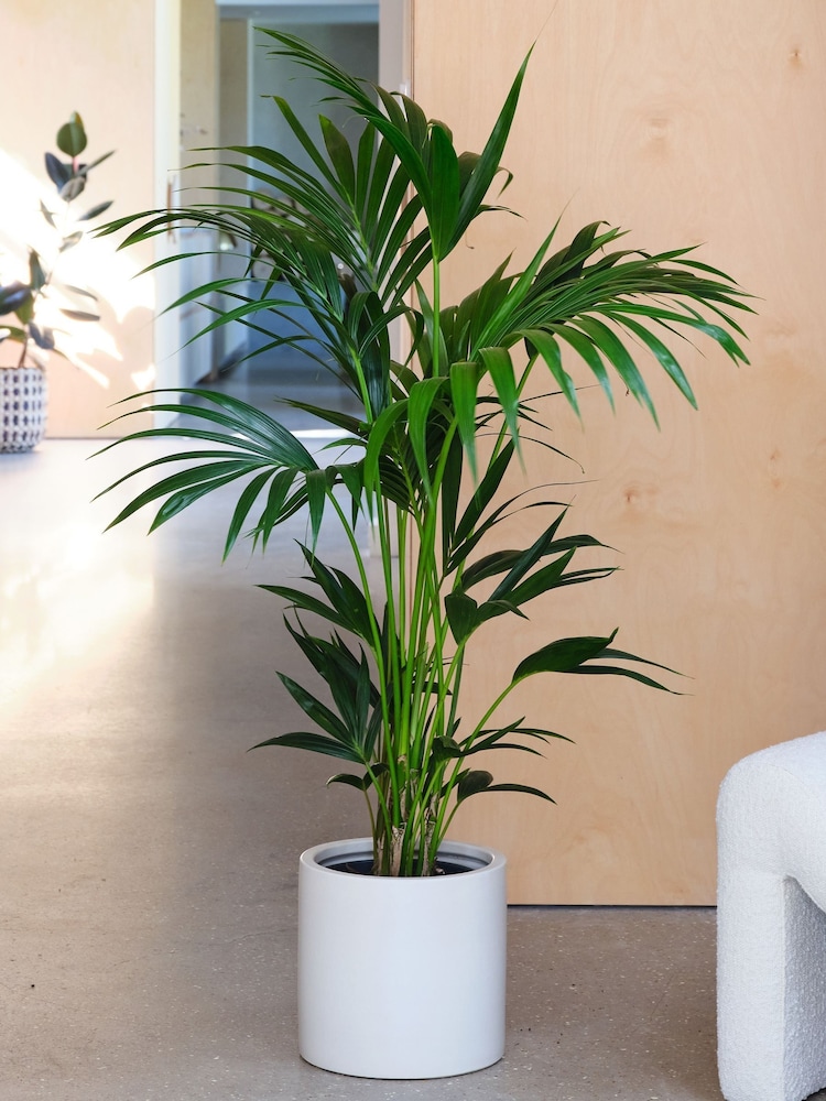 Beards & Daisies Oyster Real Kentia Palm Plant in Earthenware Pot - Image 3 of 3