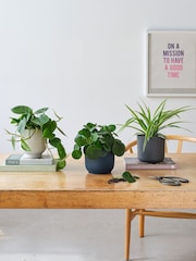 Beards & Daisies Green Real Propagation Plant Bundle in Pots - Image 1 of 4