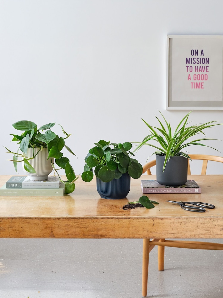 Beards & Daisies Green Real Propagation Plant Bundle in Pots - Image 1 of 4