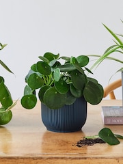 Beards & Daisies Green Real Propagation Plant Bundle in Pots - Image 3 of 4