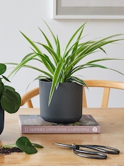 Beards & Daisies Green Real Propagation Plant Bundle in Pots - Image 4 of 4