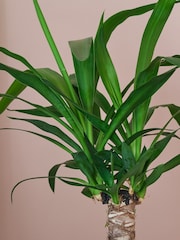 Beards & Daisies Pink Real Yucca Plant in Ribbed Pot - Image 2 of 3