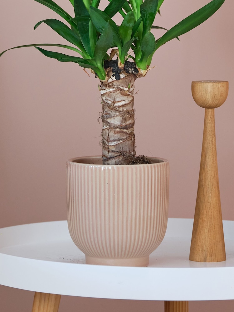 Beards & Daisies Pink Real Yucca Plant in Ribbed Pot - Image 3 of 3
