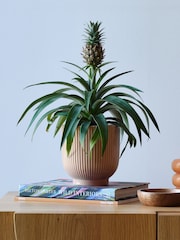 Beards & Daisies Pink Real Pineapple Plant in Ribbed Pot - Image 1 of 4