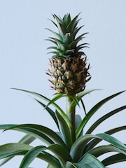 Beards & Daisies Pink Real Pineapple Plant in Ribbed Pot - Image 2 of 4