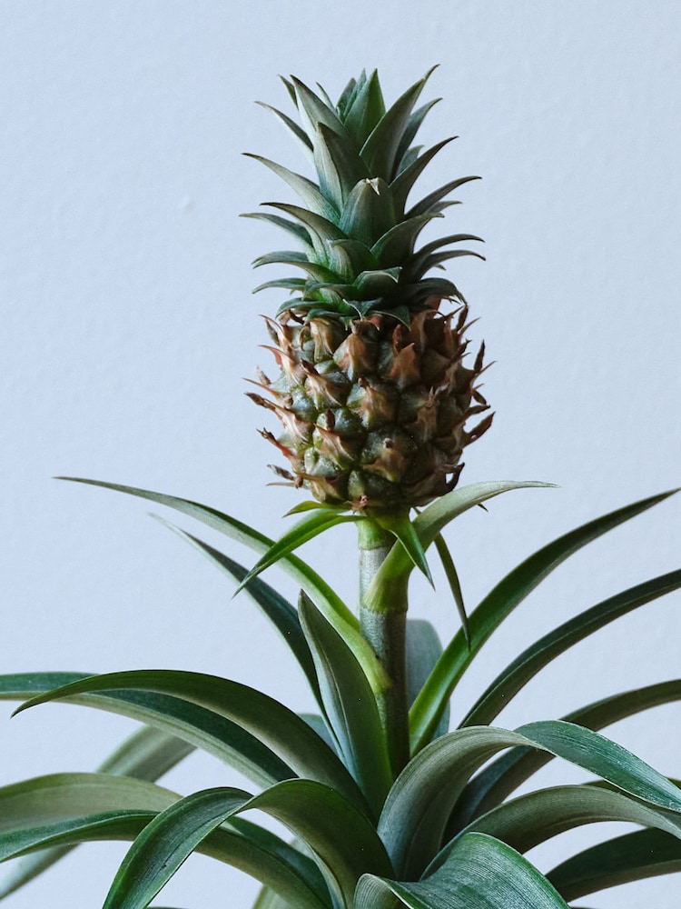 Beards & Daisies Pink Real Pineapple Plant in Ribbed Pot - Image 2 of 4