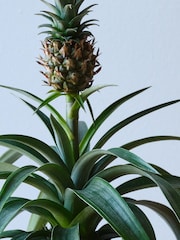 Beards & Daisies Pink Real Pineapple Plant in Ribbed Pot - Image 3 of 4
