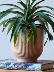 Beards & Daisies Pink Real Pineapple Plant in Ribbed Pot - Image 4 of 4