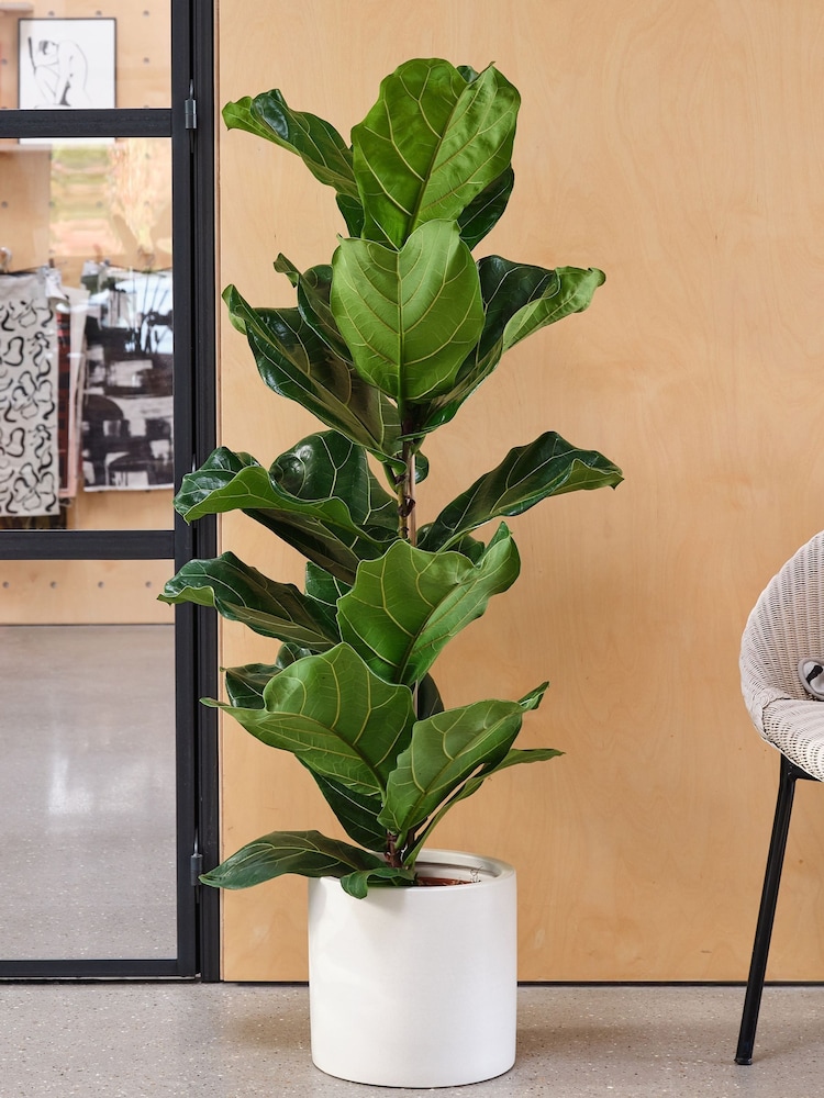 Beards & Daisies Oyster Real Fiddle Leaf Fig Plant in Earthenware Pot - Image 1 of 3