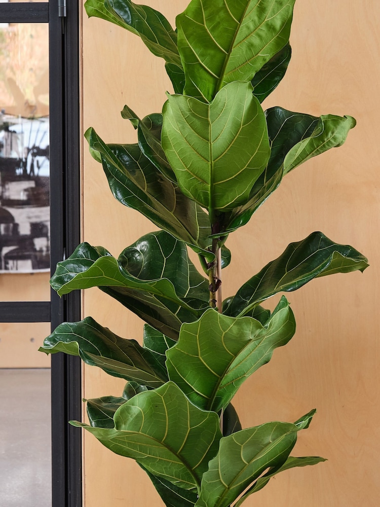 Beards & Daisies Oyster Real Fiddle Leaf Fig Plant in Earthenware Pot - Image 2 of 3 Beards & Daisies Oyster Real Fiddle Leaf Fig Plant in Earthenware Pot - Image 2 of 3