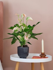 Beards & Daisies Navy Real Peach Anthurium Plant in Ribbed Pot - Image 1 of 3