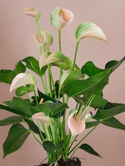 Beards & Daisies Navy Real Peach Anthurium Plant in Ribbed Pot - Image 2 of 3