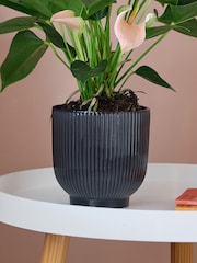Beards & Daisies Navy Real Peach Anthurium Plant in Ribbed Pot - Image 3 of 3