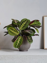 Beards & Daisies Grey Real Prayer Plant in Ribbed Pot - Image 1 of 3