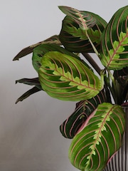 Beards & Daisies Grey Real Prayer Plant in Ribbed Pot - Image 2 of 3