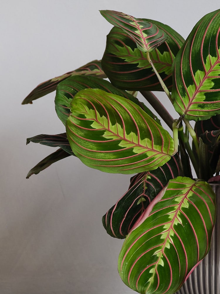 Beards & Daisies Grey Real Prayer Plant in Ribbed Pot - Image 2 of 3