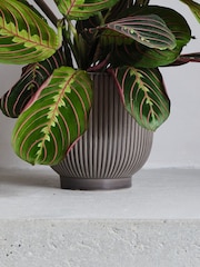 Beards & Daisies Grey Real Prayer Plant in Ribbed Pot - Image 3 of 3
