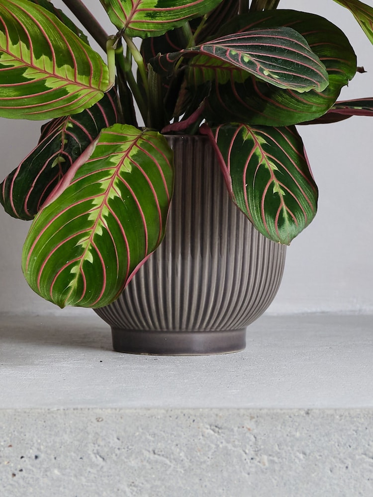 Beards & Daisies Grey Real Prayer Plant in Ribbed Pot - Image 3 of 3