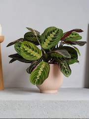 Beards & Daisies Pink Real Prayer Plant in Ribbed Pot - Image 1 of 3