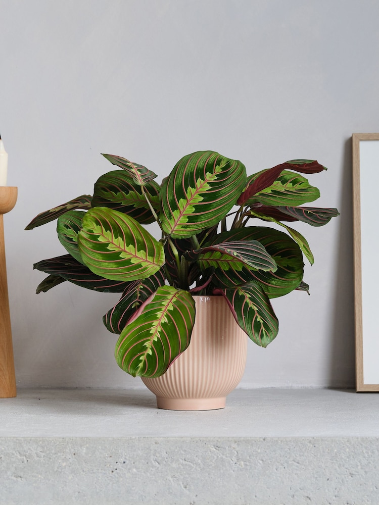 Beards & Daisies Pink Real Prayer Plant in Ribbed Pot - Image 1 of 3 Beards & Daisies Pink Real Prayer Plant in Ribbed Pot - Image 1 of 3