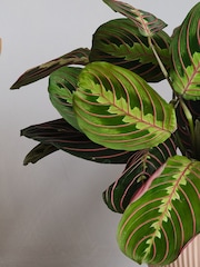 Beards & Daisies Pink Real Prayer Plant in Ribbed Pot - Image 2 of 3