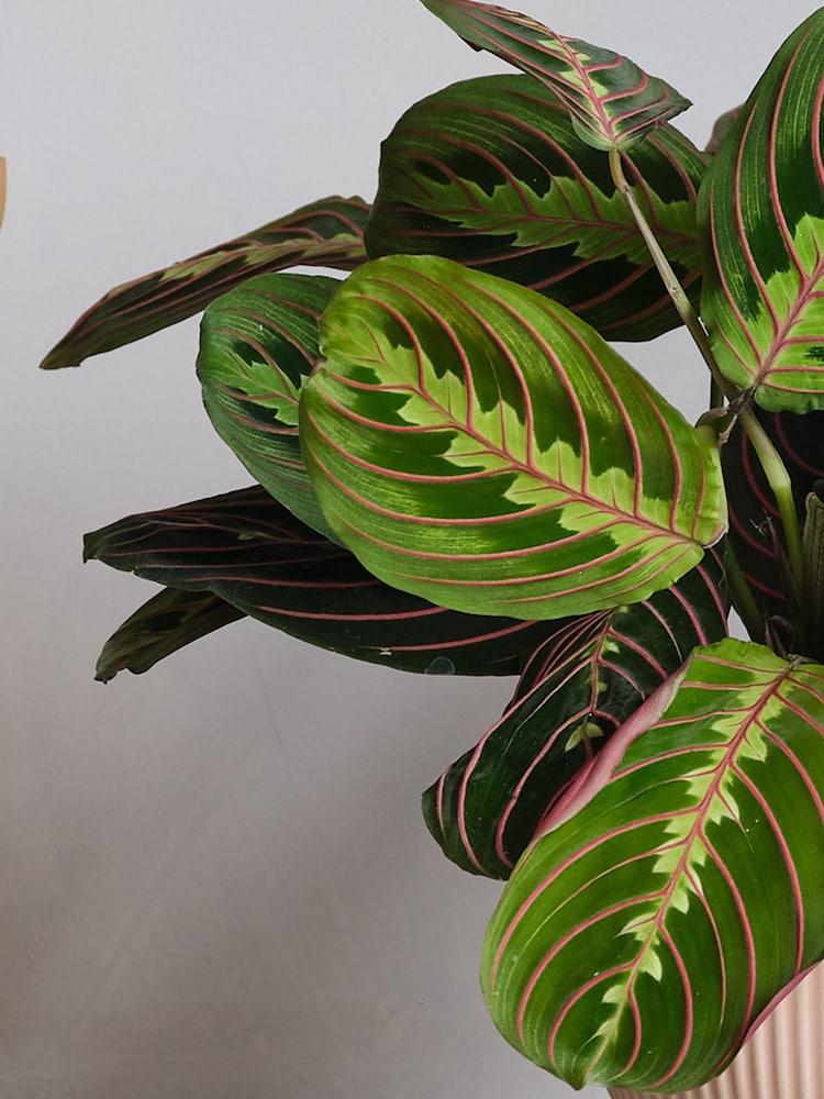 Beards & Daisies Pink Real Prayer Plant in Ribbed Pot - Image 2 of 3