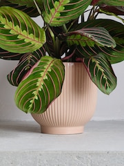 Beards & Daisies Pink Real Prayer Plant in Ribbed Pot - Image 3 of 3