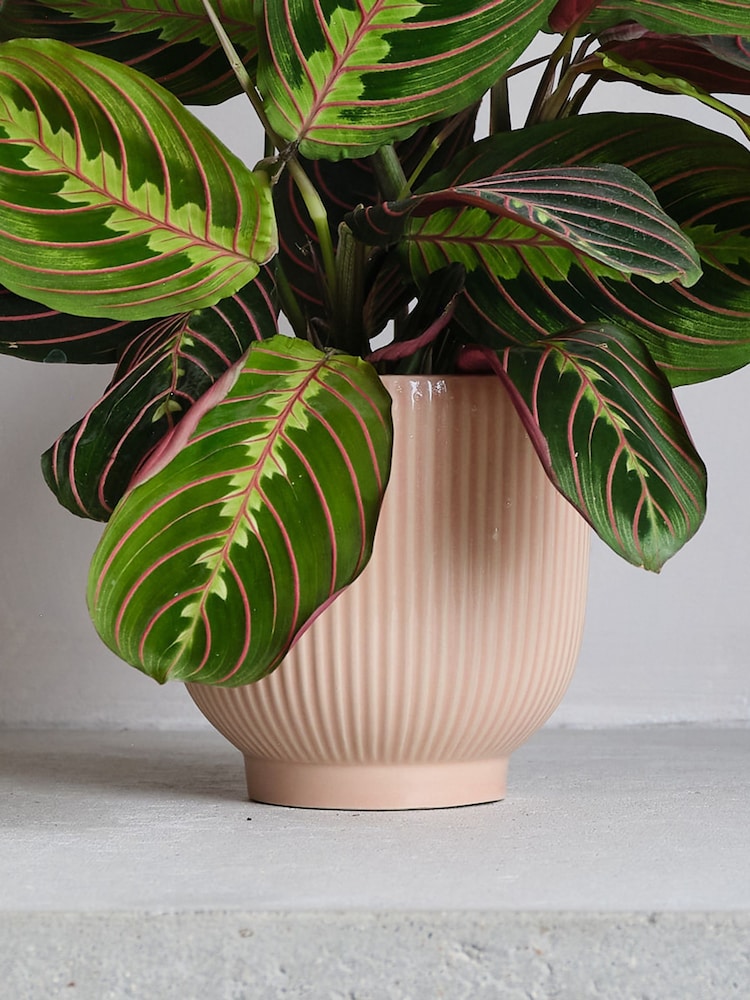 Beards & Daisies Pink Real Prayer Plant in Ribbed Pot - Image 3 of 3