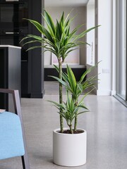 Beards & Daisies Oyster Real Dracaena Lemon Lime Plant in Earthenware Pot - Image 1 of 3