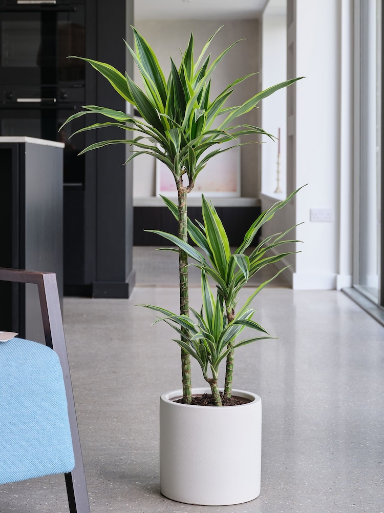 Beards & Daisies Oyster Real Dracaena Lemon Lime Plant in Earthenware Pot - Image 1 of 3