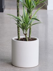 Beards & Daisies Oyster Real Dracaena Lemon Lime Plant in Earthenware Pot - Image 3 of 3