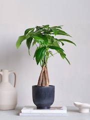 Beards & Daisies Navy Real Money Tree in Ribbed Pot - Image 1 of 4