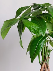 Beards & Daisies Navy Real Money Tree in Ribbed Pot - Image 2 of 4