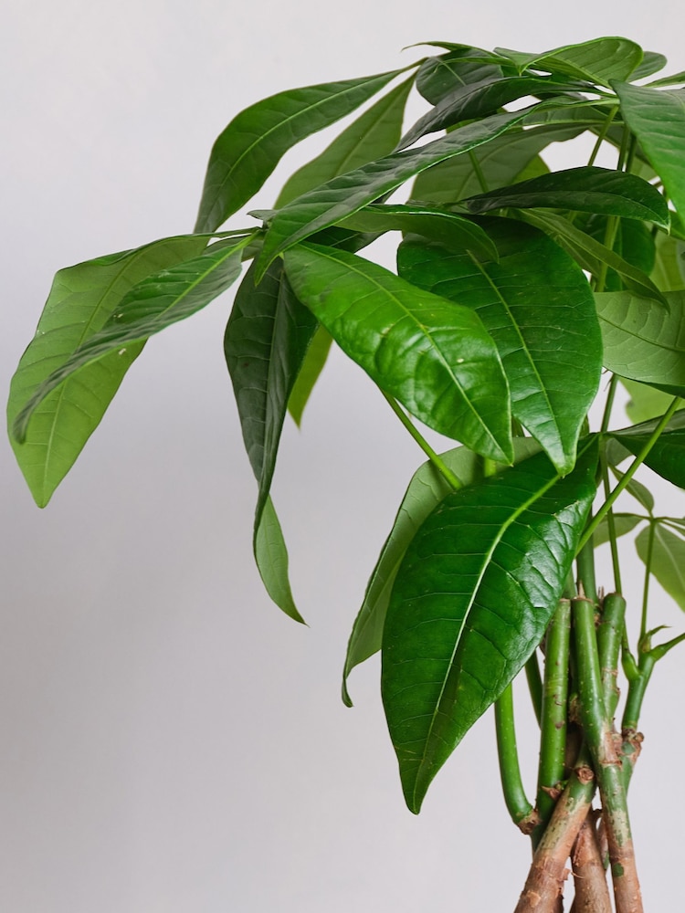 Beards & Daisies Navy Real Money Tree in Ribbed Pot - Image 2 of 4