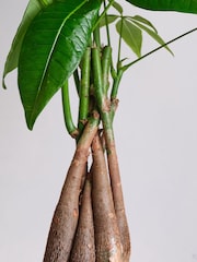 Beards & Daisies Navy Real Money Tree in Ribbed Pot - Image 3 of 4