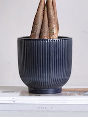 Beards & Daisies Navy Real Money Tree in Ribbed Pot - Image 4 of 4