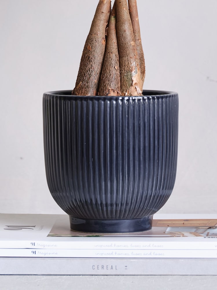 Beards & Daisies Navy Real Money Tree in Ribbed Pot - Image 4 of 4